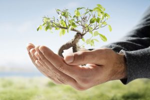 tree-transplantation-services
