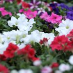 The Freshness of Flowers