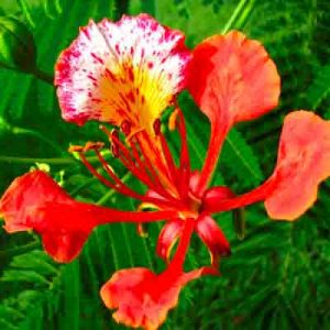 gulmohar