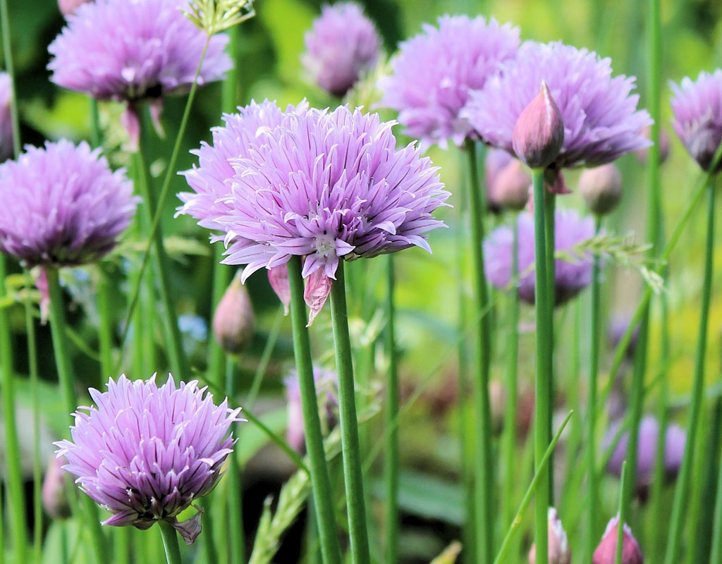 plants-for-vertical-gardens-Chives