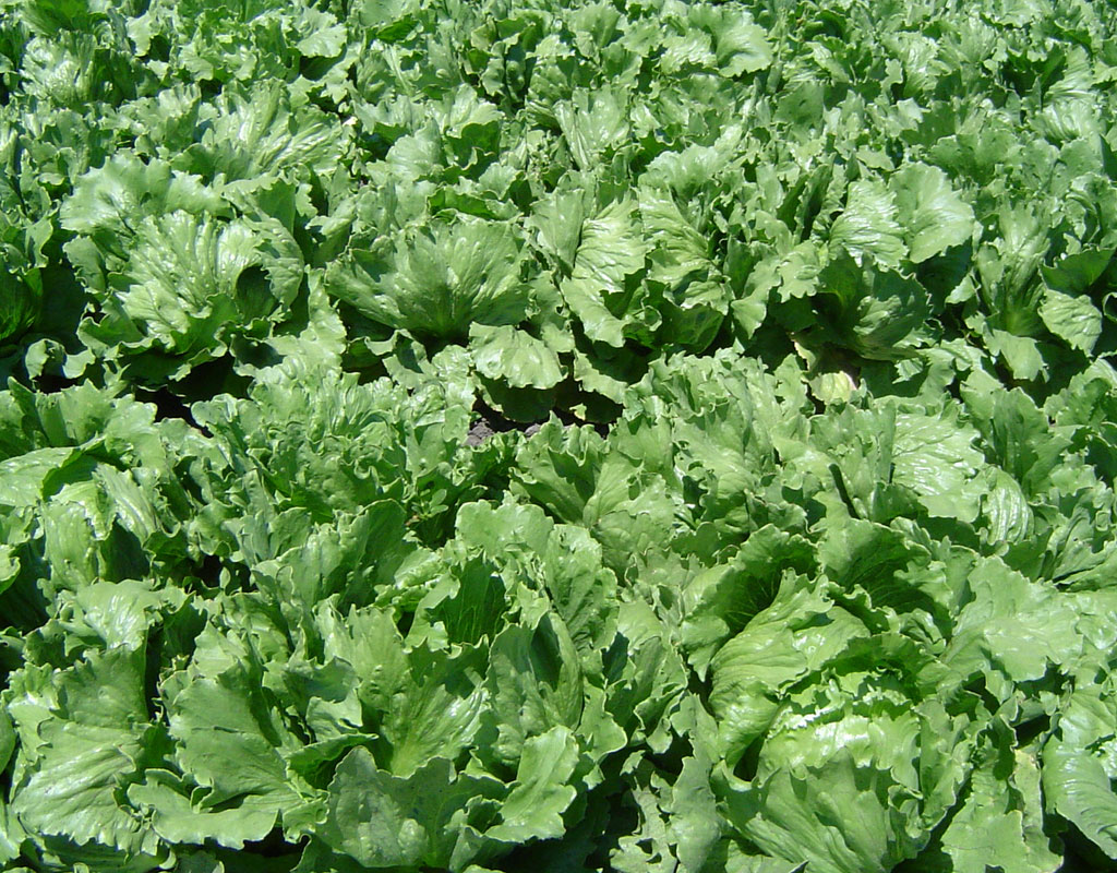 plants-for-vertical-gardens-Lettuce