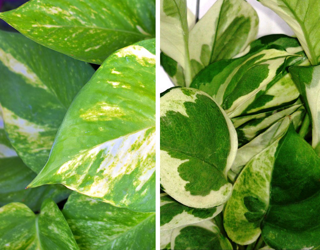 plants-for-vertical-gardens-Pothos-Golden-Pothos-and-Devil’s-Ivy