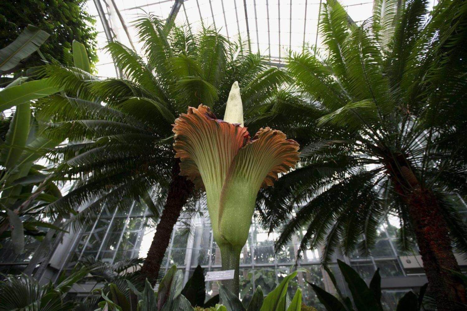 Amorphophallus-Titanum