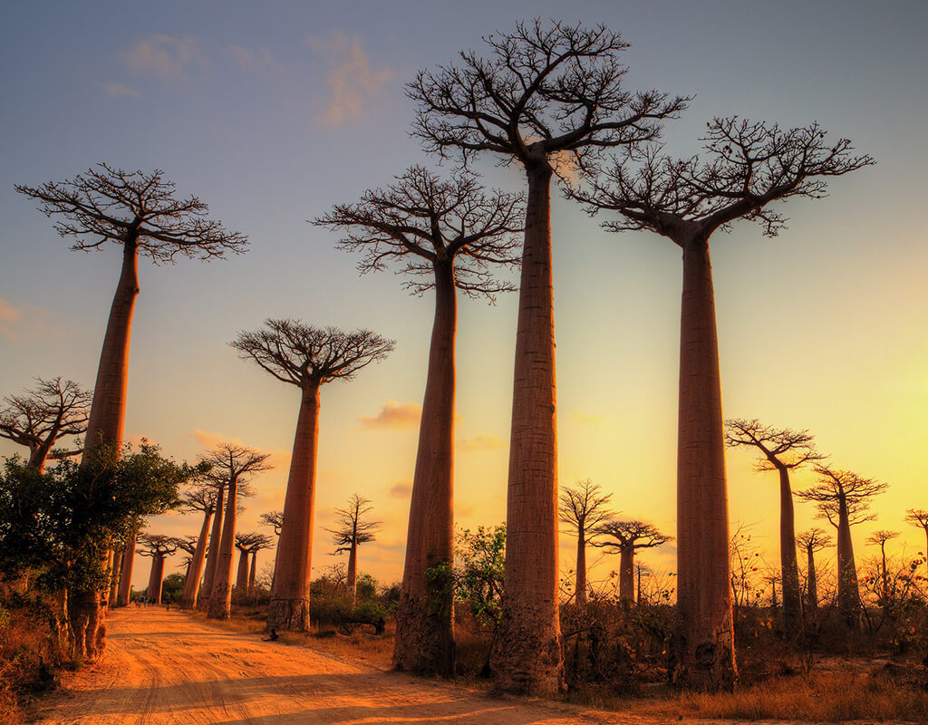 Baobab