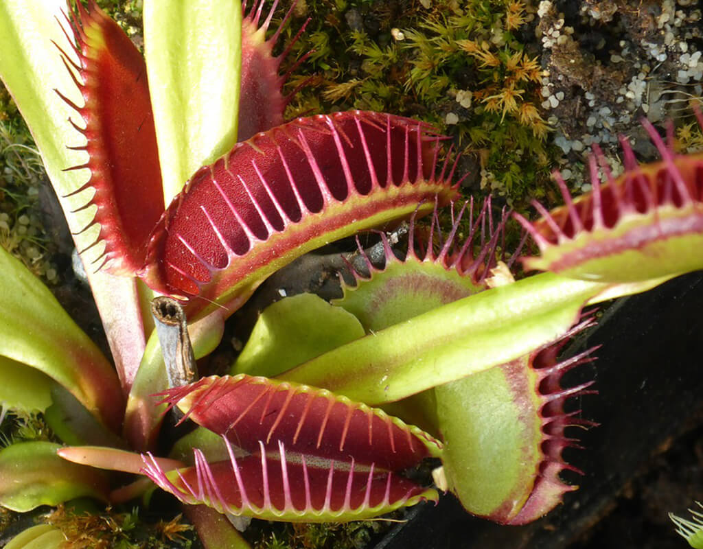 Dionaea-Muscipula