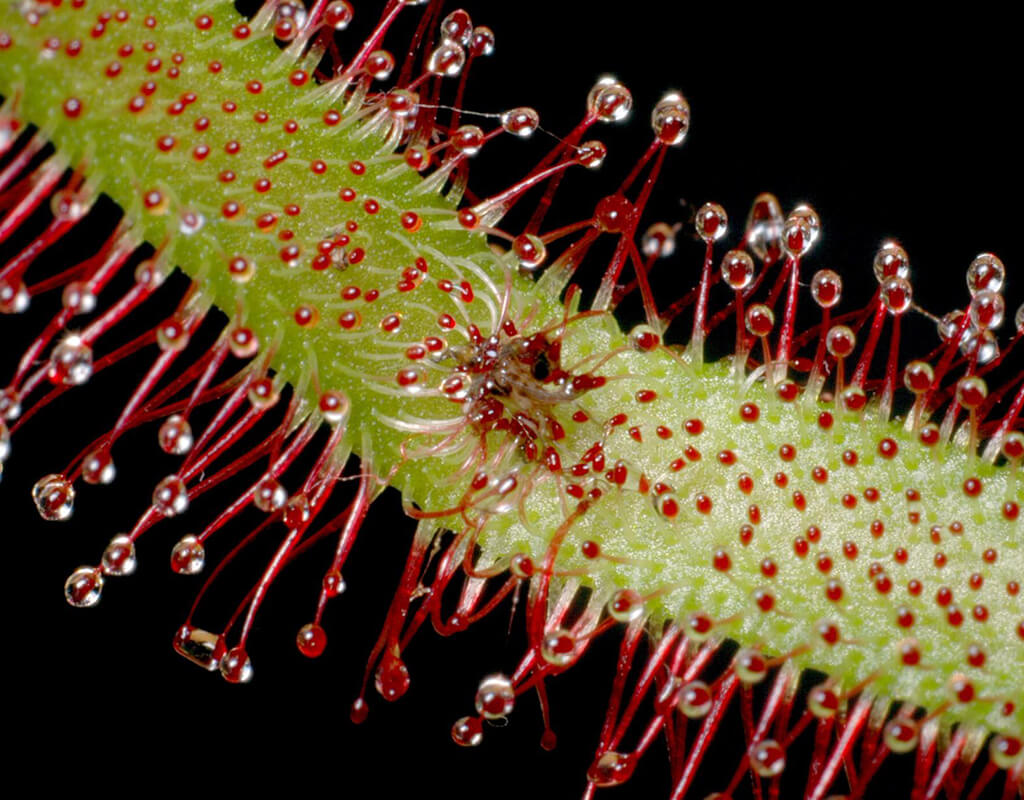 Drosera-Capensis