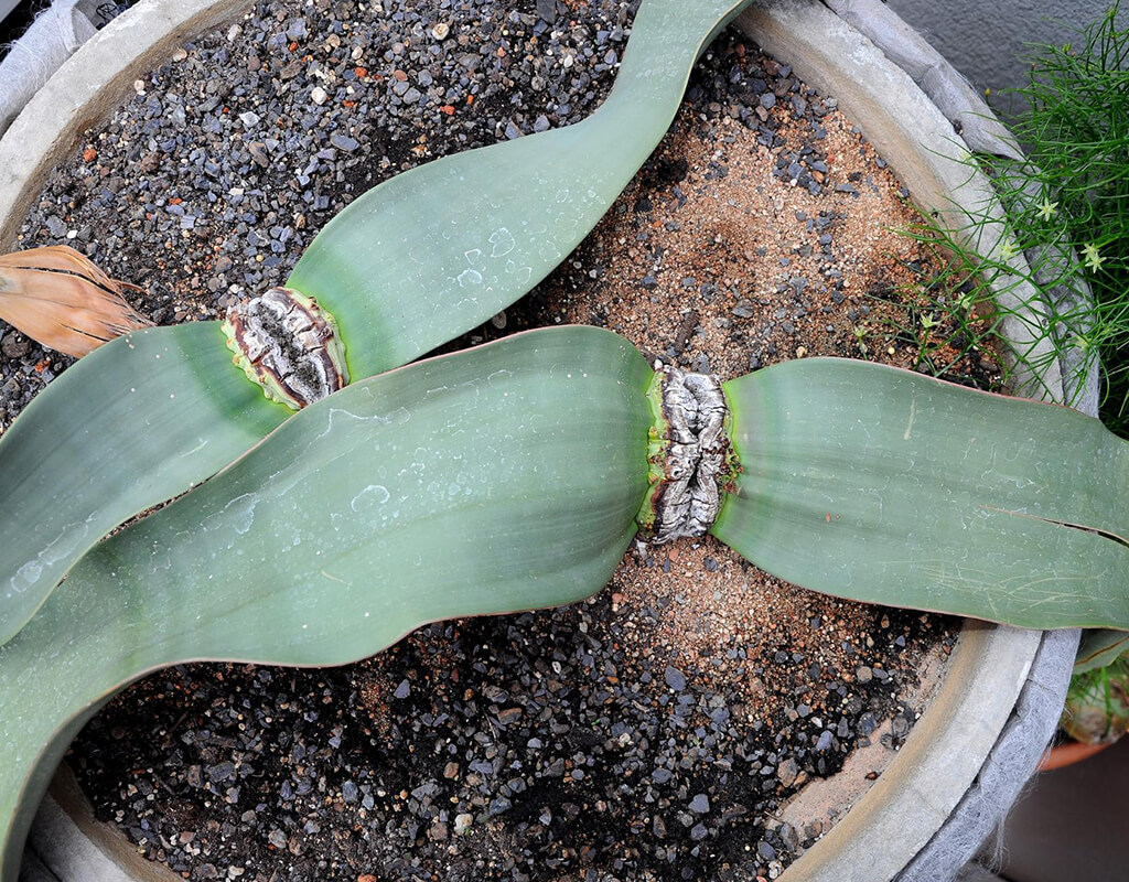 Welwitschia-Mirabilis